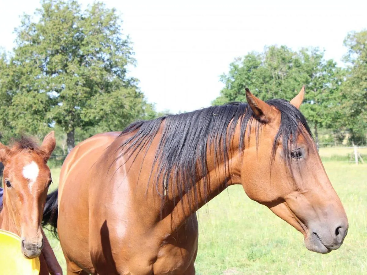 Gite Familial A La Ferme Avec Terrasse - Chevaux, Poneys, Proche Montlucon Et Thermes Neris Les Bains - Fr-1-489-430 Sauvagny 0*,